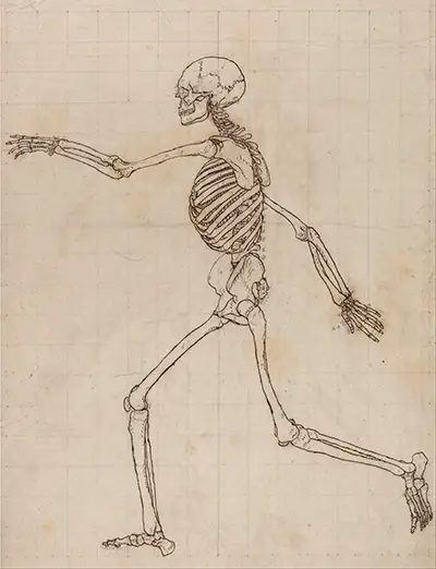 A Comparative Anatomical Exposition of the Structure of the Human Body George Stubbs